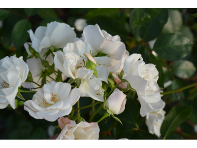Rosa
