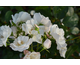 Rosa Polvere di Stelle