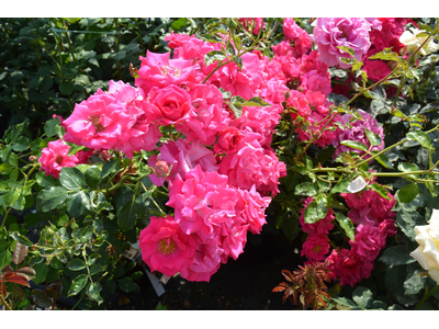 Rosa
