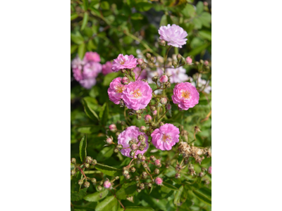 Rosa