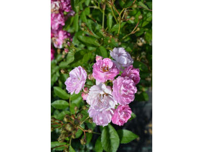 Rosa