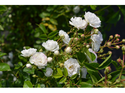 Rosa