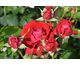 Rosa Primo Bacio