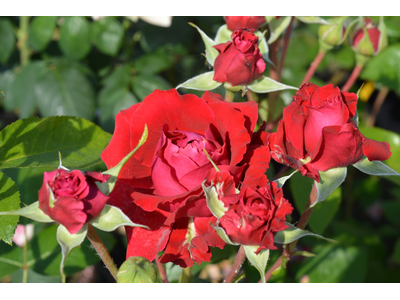 Rosa