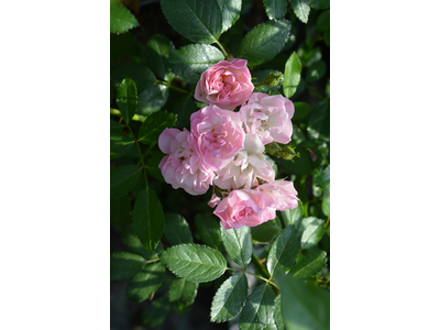 Rosa