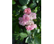 Rosa Prince Charles de Luxembourg