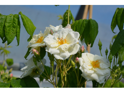 Rosa