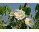 Rosa Princesse de Nassau