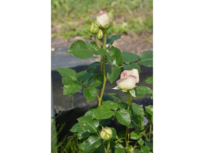Rosa