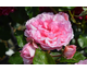 Rosa Roseraie du Chatelet