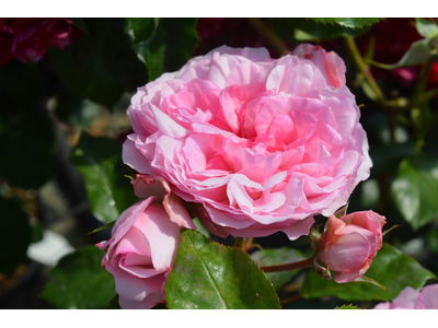 Rosa