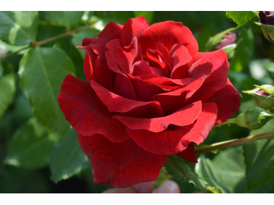 Rosa