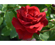 Rosa Royal Red