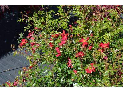 Rosa