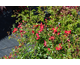 Rosa Ruby Pop