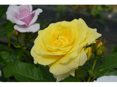 Rosa