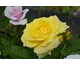 Rosa Rustica III