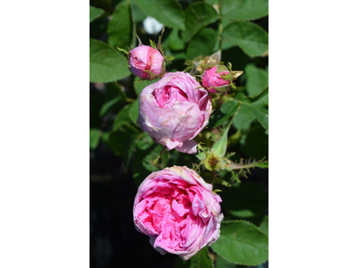 Rosa