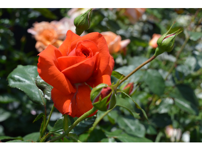 Rosa