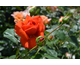 Rosa Salita