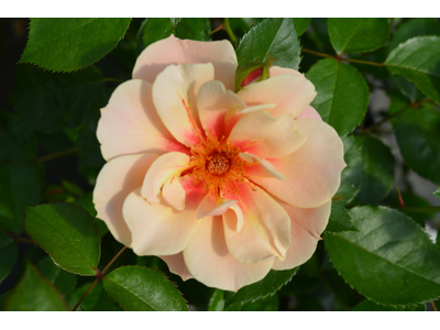 Rosa