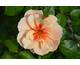 Rosa See You in Apricot