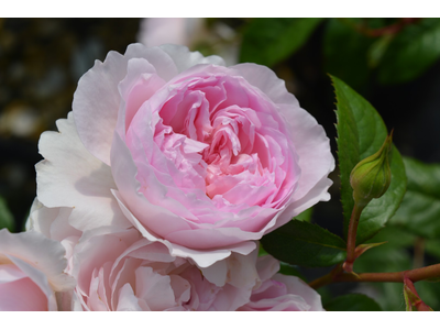 Rosa
