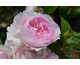 Rosa Silas Marner