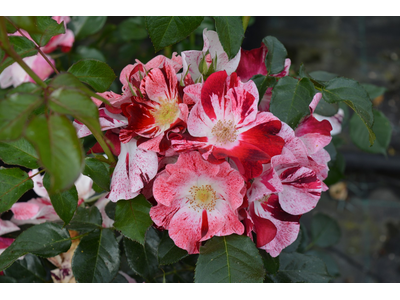 Rosa