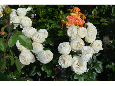 Rosa