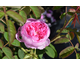 Rosa Soupert et Notting