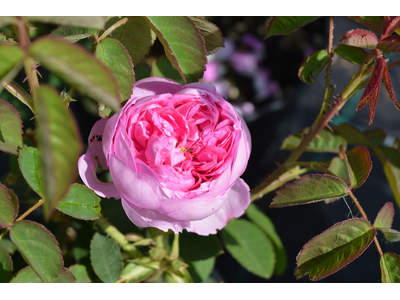 Rosa