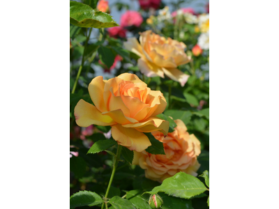 Rosa