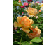 Rosa Spicchi di Sole