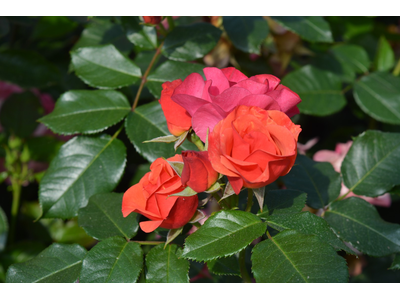Rosa