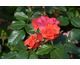 Rosa Spicy