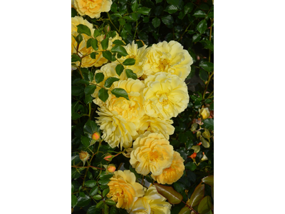 Rosa