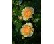 Rosa Spotlight