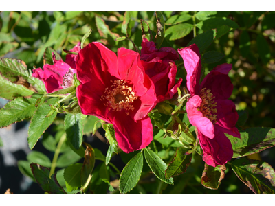 Rosa rugosa