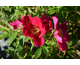 Rosa rugosa Strandperle Amrum