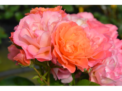 Rosa