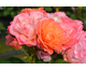 Rosa Sugar Candy Rose