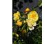 Rosa Sun Cover