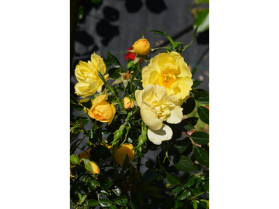 Rosa