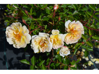 Rosa