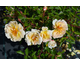 Rosa Sunshine Happy Trails