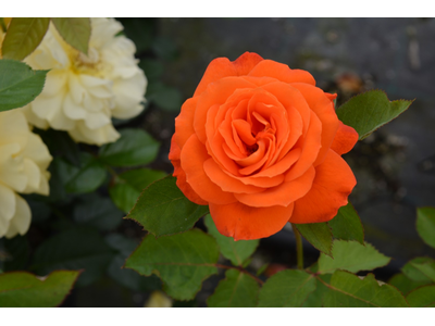 Rosa