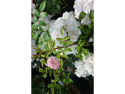 Rosa