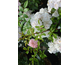 Rosa Sweet Clouds