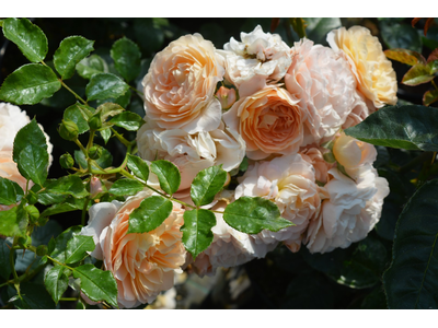 Rosa